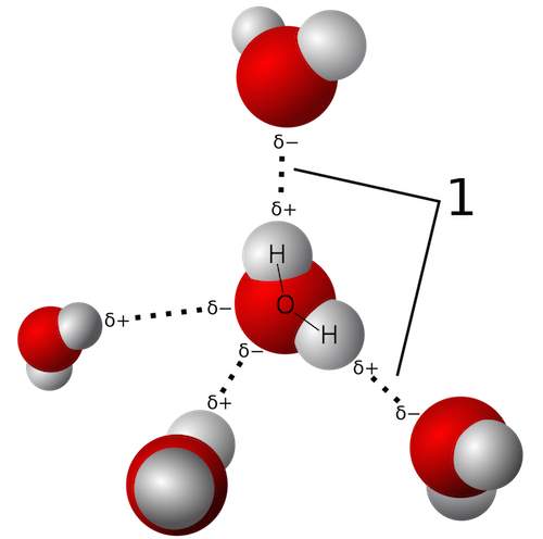 The water molecule has a positive end and a negative end, resulting in all kinds of interesting behavior. (By Wikipedia User Qwerter at Czech wikipedia: Qwerter. Transferred from cs.wikipedia to Commons by sevela.p. Translated to english by by Michal Maňas (User:snek01). Vectorized by Magasjukur2 - File:3D model hydrogen bonds in water.jpg, CC BY-SA 3.0, https://commons.wikimedia.org/w/index.php?curid=14929959)