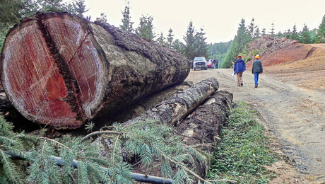New Specialized Sawmill Outside Boston Taps Potential of Urban Forests - GreenBuildingAdvisor